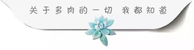 植物灵感打造一个比花园更美的菜园?你也可以轻松拥有