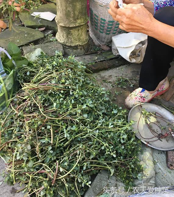 老婆婆路边卖的这种野菜 俗称长寿菜 2元就买一大包