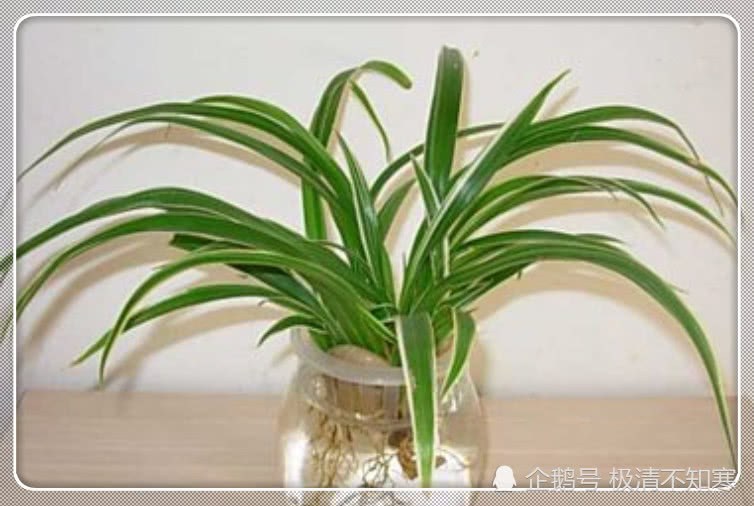 这两种养花法宝 简单又好用 养啥啥都旺