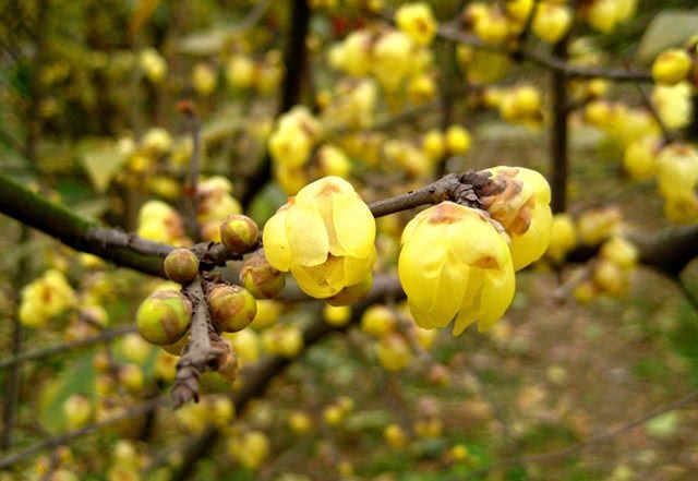 这5种常见花 泡茶煮粥两相宜