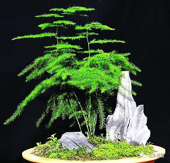 文竹黄叶？来1刀 盆里加两个蛋 绿芽蹭蹭长 有姿有色