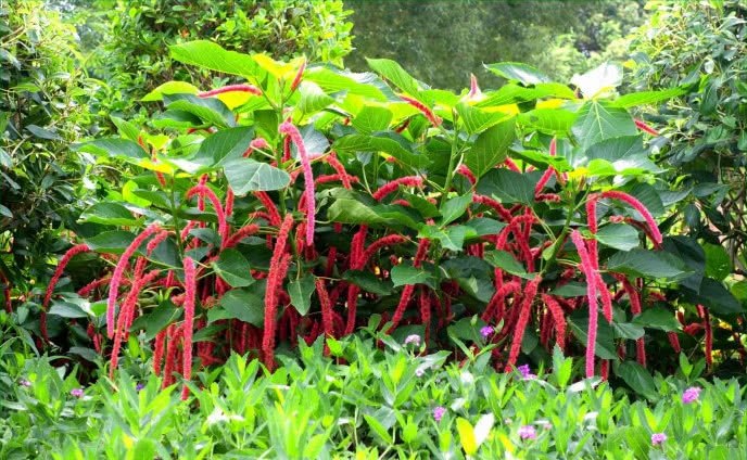 这种植物一开花就爆盆 花期长达10个月 盆栽在家还能治烫伤