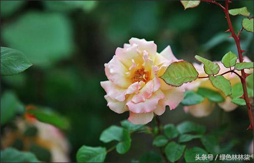 抓住气候变化培养开花枝条 秋季月季也能爆盆