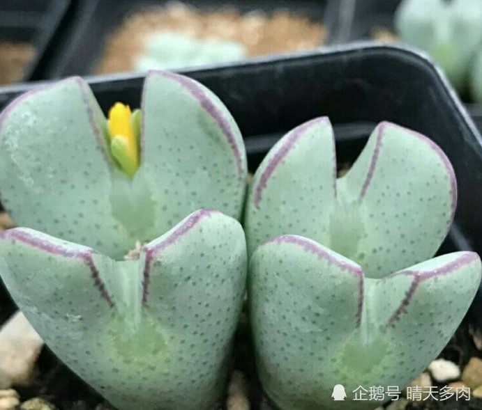 各种肉锥多肉 最后一张萌得我一看就笑了
