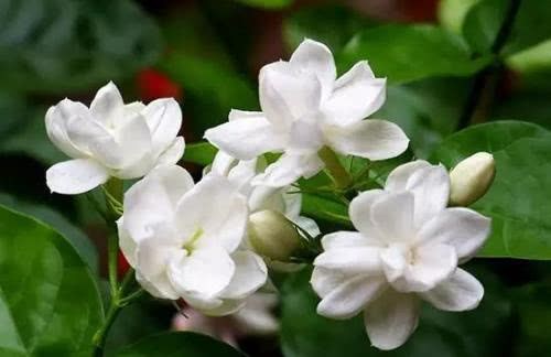 李小姐用一斤苹果皮把茉莉花养爆盆 开花多花期长 邻居都抢著看