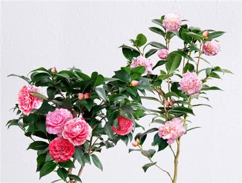 茶花扦插这样做 插1盆活1盆 成活率100%