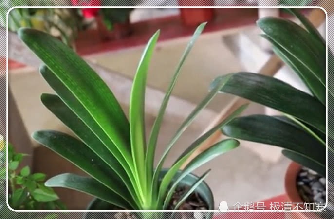 盆里放点它 君子兰狂长到爆盆 花多花艳丽
