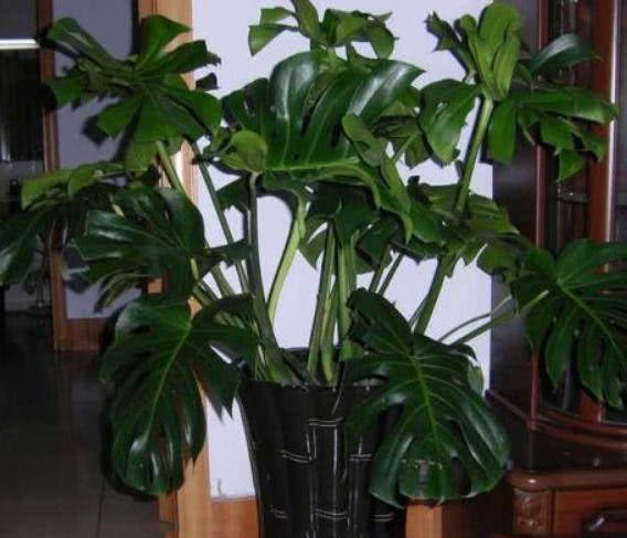 这3种植物 越阴凉生长越旺盛 在家养一盆 还美极了