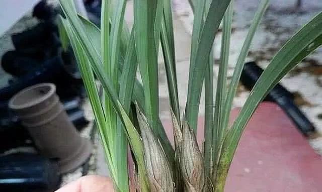 养兰花 盆里加点它 花箭嗖嗖窜 开花一茬茬