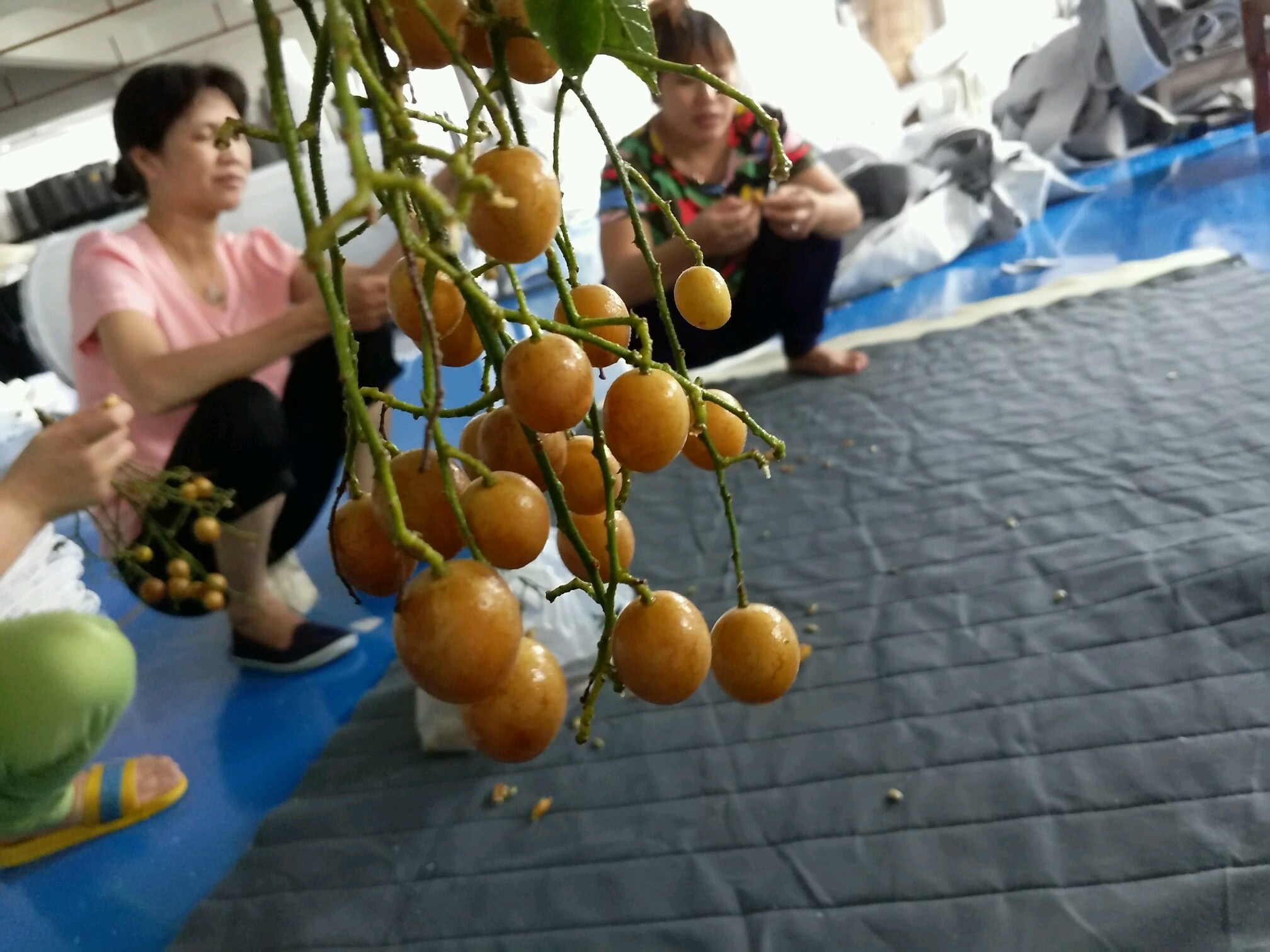 这水果北方没见过 南方人整颗吞 俗称果中之宝连叶子都能吃
