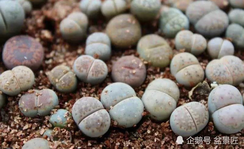 生石花佛系配土 植物不但没事 还跟嗑药一样疯长