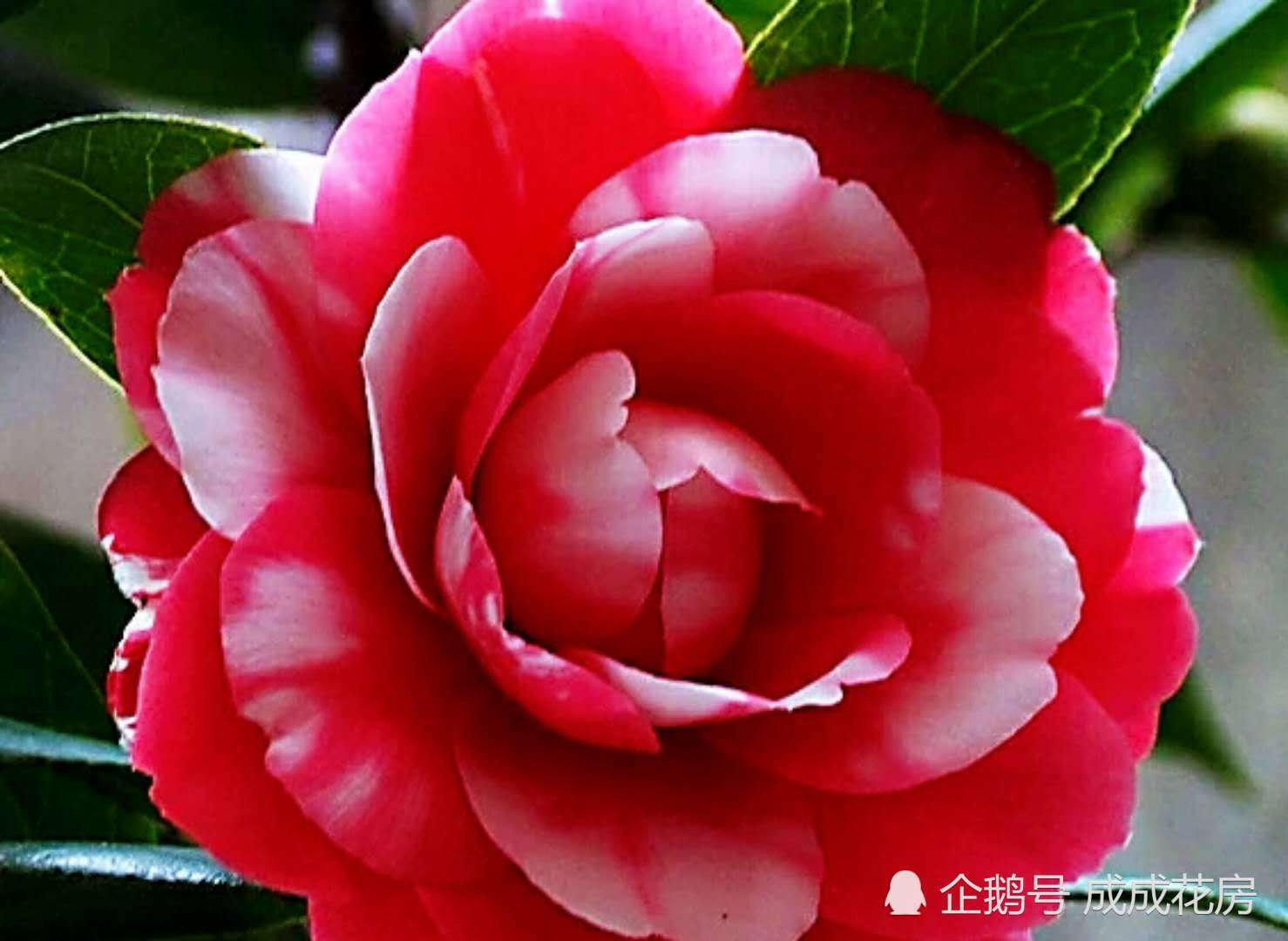 为什么说新买的茶花一定要这么养?卖花的肯定不告诉你