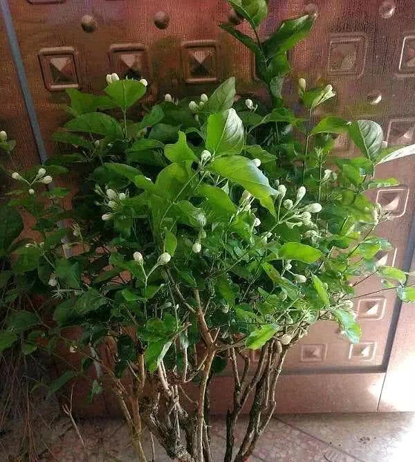 茉莉也能简单养 土里加点它 轻松把花苞养到爆