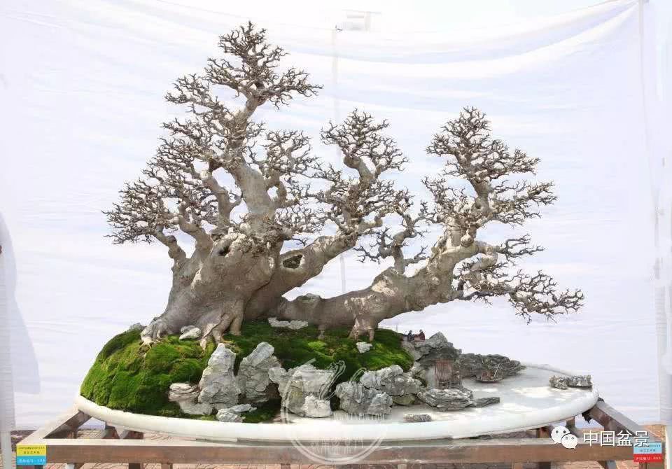 圃江古韵2018黄圃镇盆景精品展金奖作品欣赏