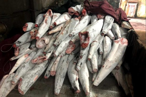 违法渔业重罚!金昌6号补杀黑鲨罚1140万,国际注目福甡11号罚375万,收回执照5个月
