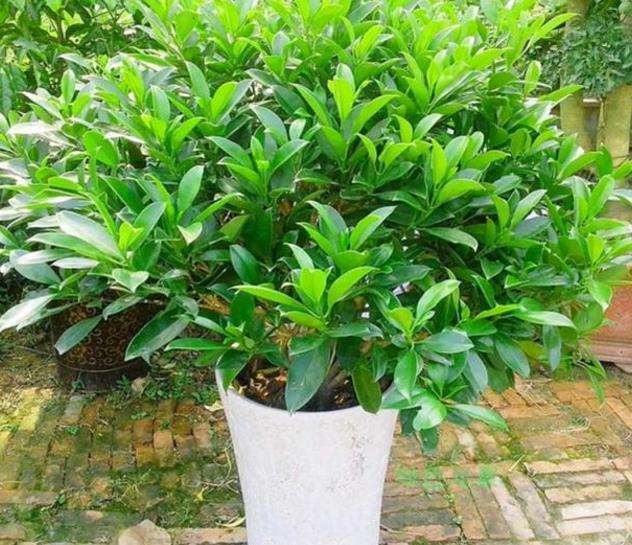 用2块钱的原料 自制养花生根水 用1次管半年 绿植长得好