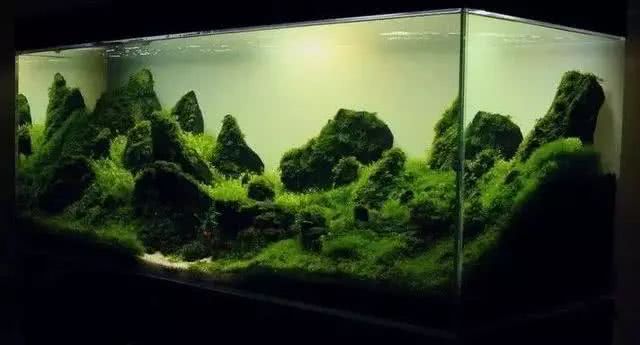 水草造景构图攻略