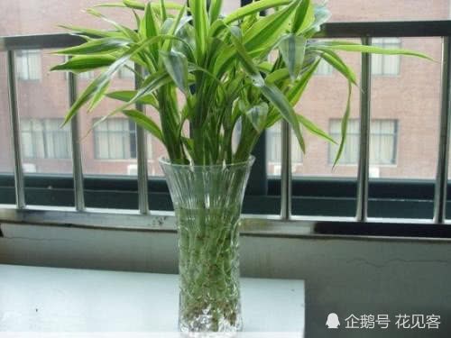 养富贵竹要有技巧 老花农只用这3种水 呼呼疯长 枝粗叶绿