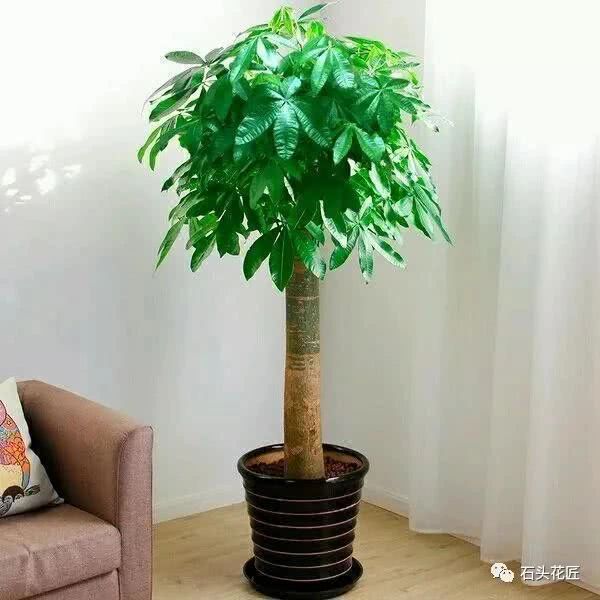 吴大妈的发财树烂到没根 切几刀涂点它 30天生根长叶