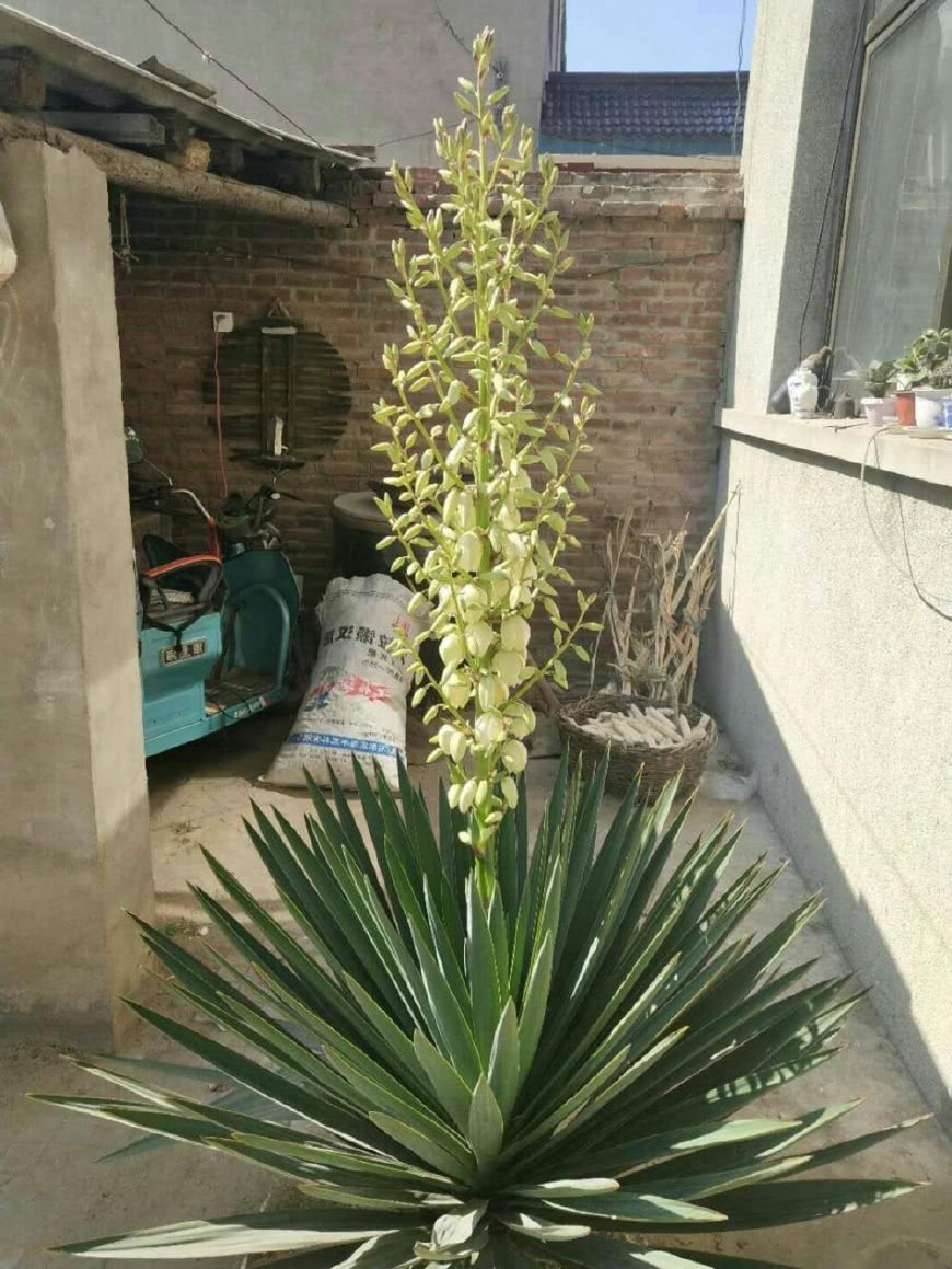 姥姥养的丝兰 开花200朵 花杆两米多高