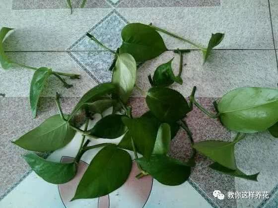 接下来的1个月 这25种花赶紧扦插 再晚就来不及了