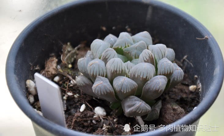 十二卷新人默默地养了一年 为自己做个记录