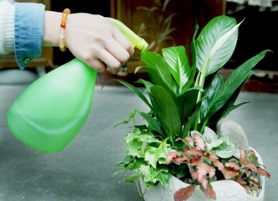 冬天浇花 用温水还是冷水？老花匠：你这样浇就错了
