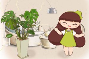 这花叶子油绿茂盛,不用管自己就能长,还是天然的净化器...