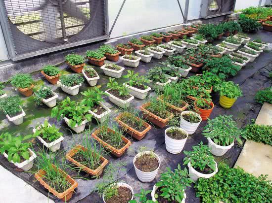 盆里不养花 改种菜 7天就割一茬 疯长到吃不完
