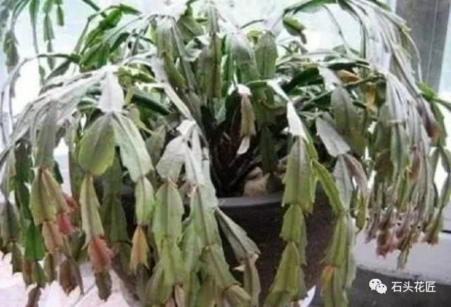 蟹爪兰蔫了吧唧 浇这药水 1周就焕发 30天后冒花芽