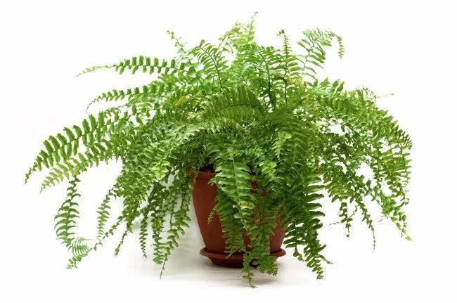 南方的冬天寒冷潮湿 还不快点种上这5种除湿的植物