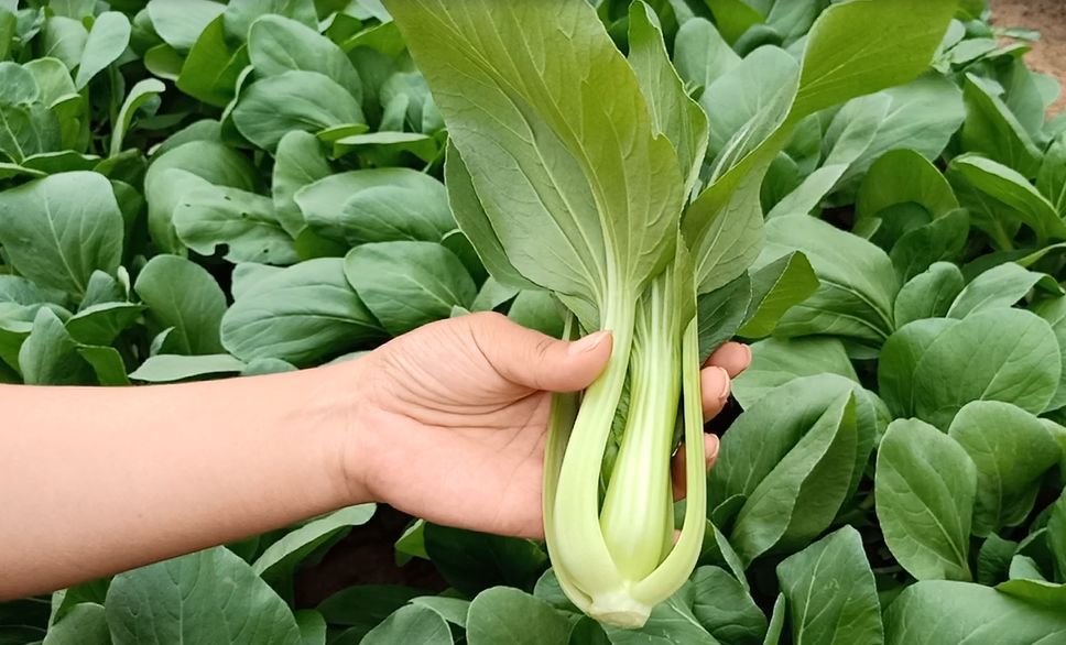 10月就种这个青菜 长势快口感超好 23天就能收 贼好吃