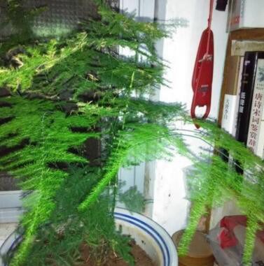 养文竹 李大爷只用它的水 小芽钻满盆 开满小白花