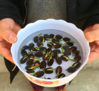 适合懒人养的漂亮盆栽 好养又干净 适当浇点水就能蹭蹭的长
