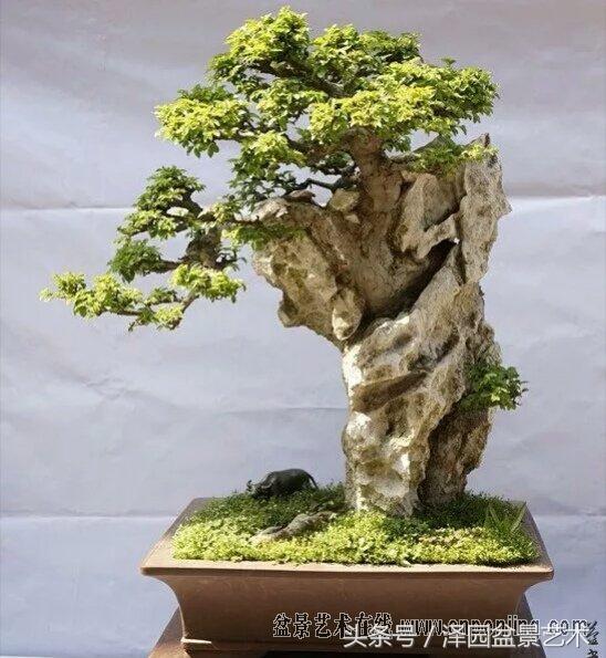 附石盆景的石头最好上头大下面小