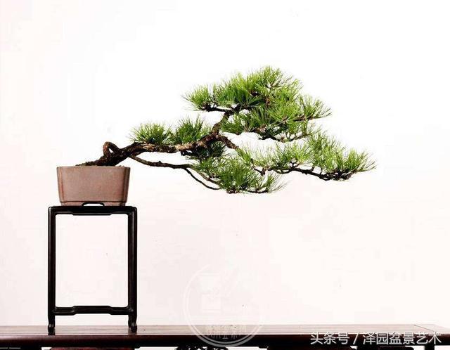 青松不言志
