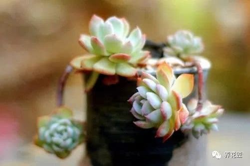多肉植物防辐射是真的吗？防止辐射的小知识