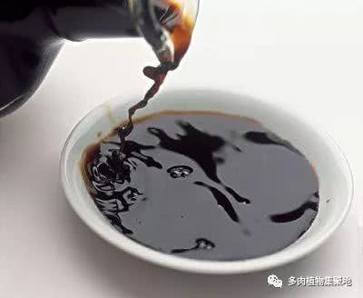把家里的醋浇花盆里 10天喂1次 盆栽开花很猛