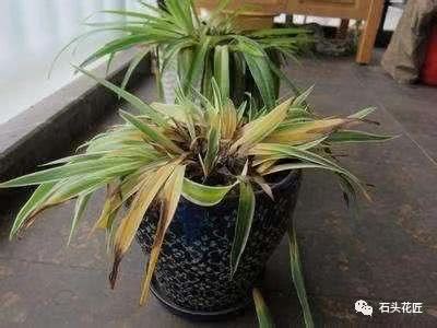 秋风凉飕飕 这6种花怕冷 赶紧拿回家 晚了只剩花盆