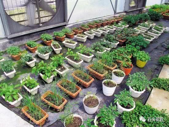 几粒菜籽撒盆里 1周长成蔬菜盆栽 买菜钱也省了