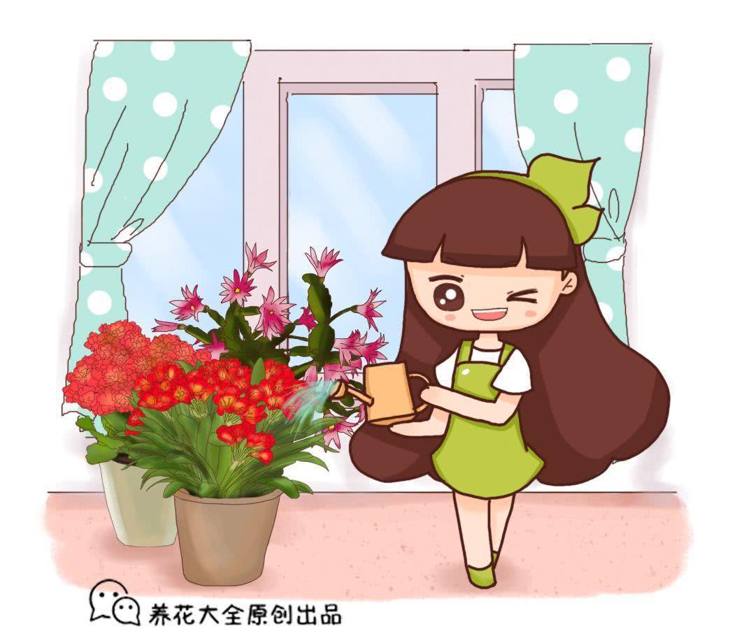 长寿蟹爪兰这么浇水 叶子胖成球 开花100朵