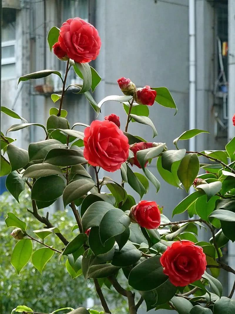 萧瑟的秋冬 快把这些花卉盆栽搬回家吧