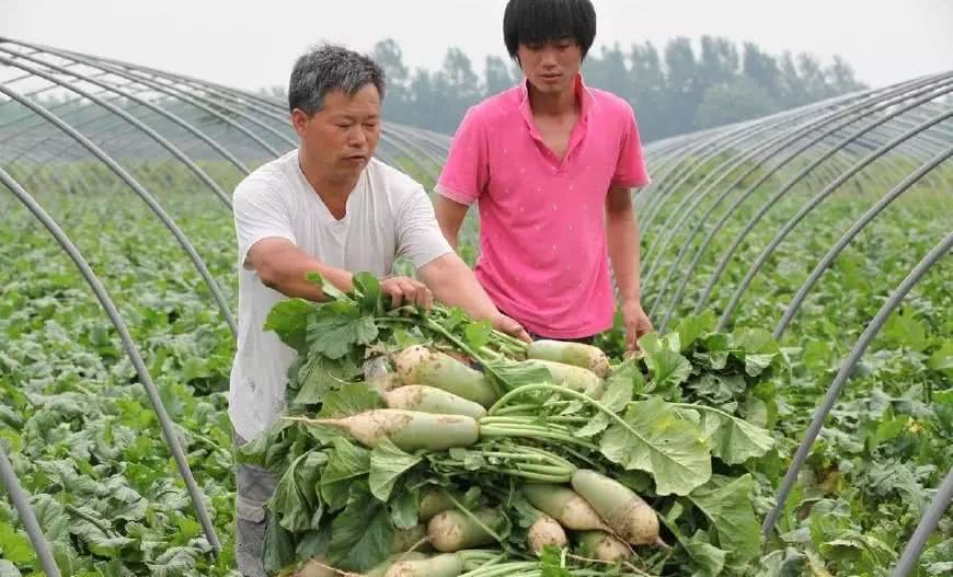 想要萝卜长得旺盛 需要及时剔除叶子吗？