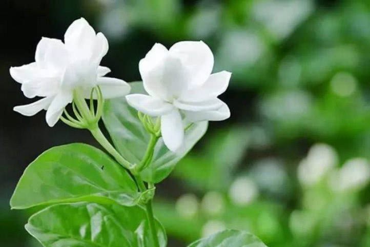 秋末时节茉莉花期结束 这3件事千万不要做 否则明年开花会很少