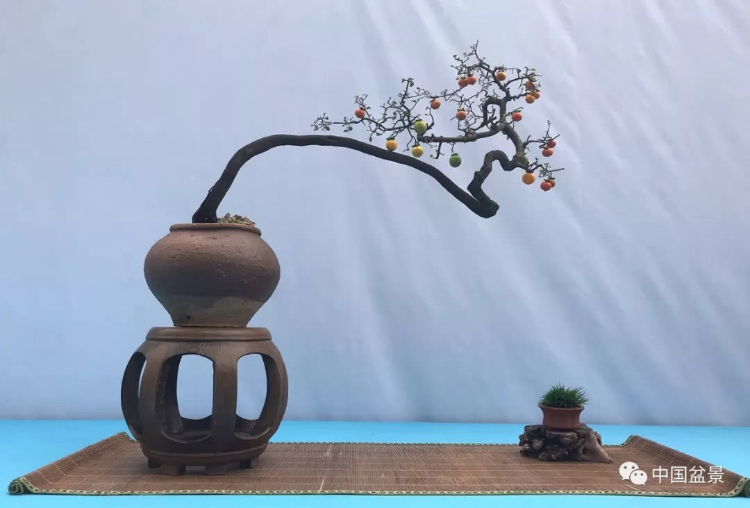金弹子很美 特别是挂果期