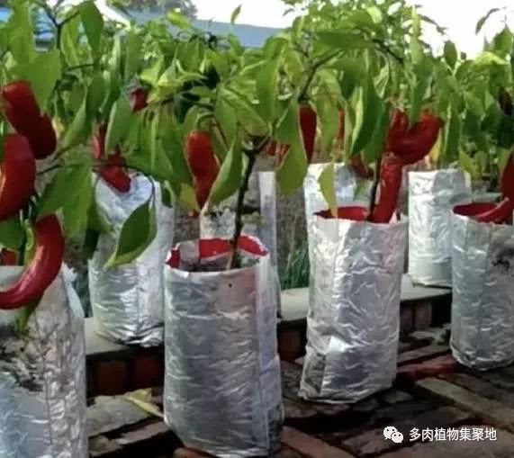 不用盆也能种辣椒 自制编织袋 一年收获100斤 都吃不完