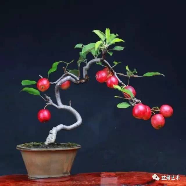 盆栽果树盆景当年见果二法