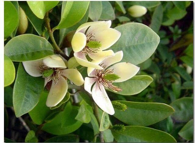 家里养这3种花 好养又好看 绝对不撞花