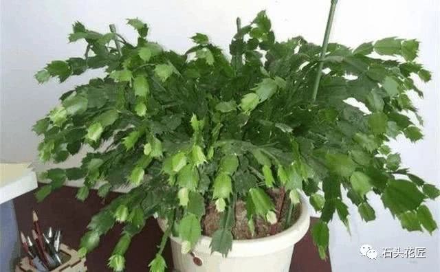 刚买的花卉 老花匠教你这么做 2周就服盆 个个长得旺
