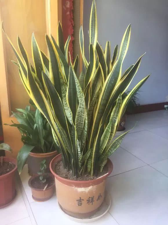11月前赶紧给花换个盆 浇点自制水 叶厚根壮好过冬